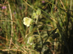 Emmenanthe penduliflora