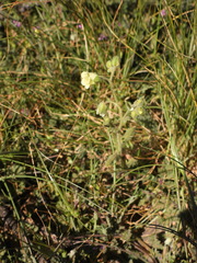 Emmenanthe penduliflora
