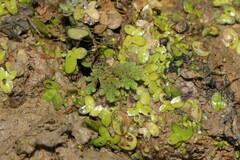 Azolla microphylla