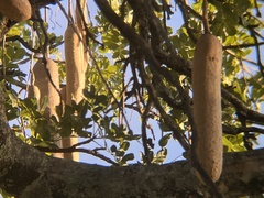 Kigelia africana