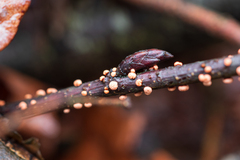 Nectriaceae