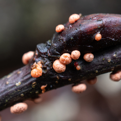Nectriaceae