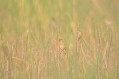 Ploceus manyar