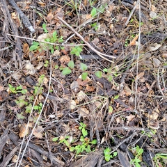 Symphoricarpos mollis