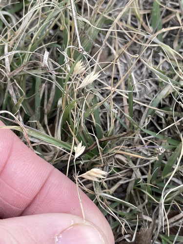 buffalograss (Bouteloua dactyloides)