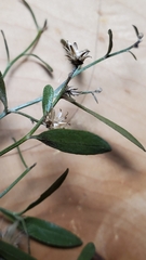 Baccharis halimifolia