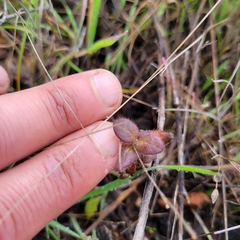 Symphoricarpos mollis