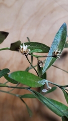 Baccharis halimifolia