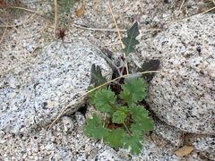 Lyrocarpa coulteri