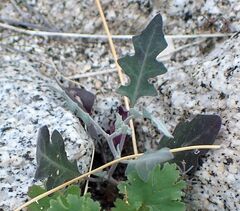 Lyrocarpa coulteri