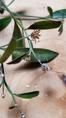 Baccharis halimifolia