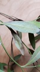 Baccharis halimifolia