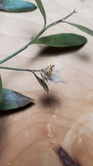 Baccharis halimifolia