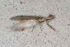 Ditaxis meridiei