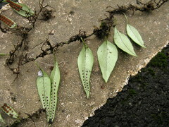 Lemmaphyllum rostratum