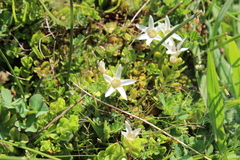 Lysimachia buxifolia
