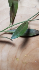 Baccharis halimifolia