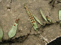 Lemmaphyllum rostratum