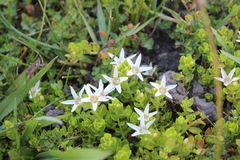 Lysimachia buxifolia