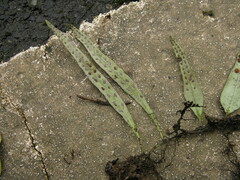 Lemmaphyllum rostratum