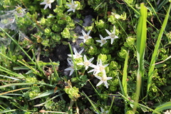 Lysimachia buxifolia