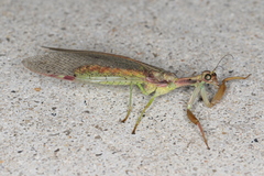 Ditaxis meridiei