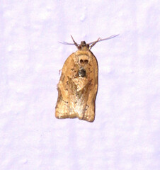 Argyrotaenia polvosana