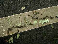 Lemmaphyllum rostratum