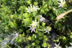 Lysimachia buxifolia