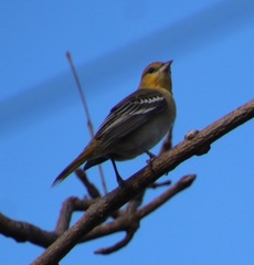 Icterus pustulatus