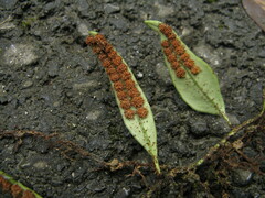 Lemmaphyllum rostratum