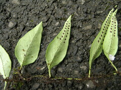 Lemmaphyllum rostratum
