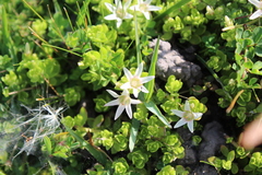 Lysimachia buxifolia