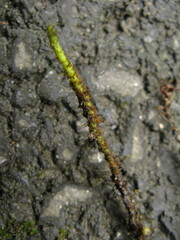 Lemmaphyllum rostratum