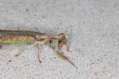 Ditaxis meridiei