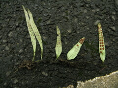 Lemmaphyllum rostratum