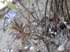 Microcodon glomeratus