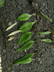 Lemmaphyllum rostratum