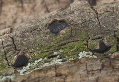 Biscogniauxia dennisii