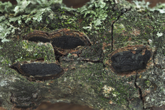 Biscogniauxia dennisii