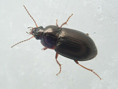 Amara familiaris