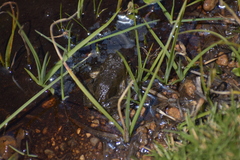 Pleurodema bufoninum