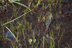 Pleurodema bufoninum