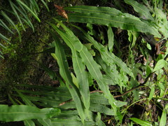 Lepisorus macrosphaerus