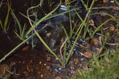 Pleurodema bufoninum