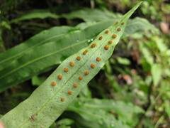 Lepisorus macrosphaerus