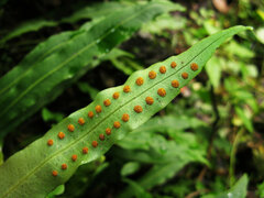 Lepisorus macrosphaerus