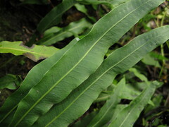 Lepisorus macrosphaerus