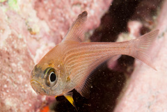 Pempheris multiradiata