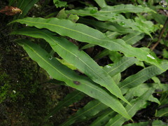 Lepisorus macrosphaerus